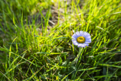 Close-up of purple wildflower