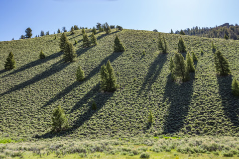 Pine trees on green hill on sunny day
