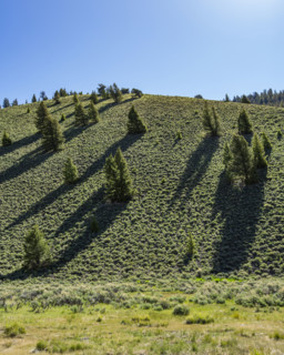 Pine trees on green hill on sunny day