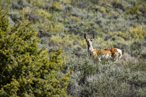 Pronghorn antelope standing on sage hillside
