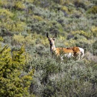 Pronghorn antelope standing on sage hillside