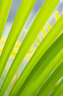 Close-up of green palm frond