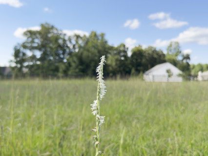 Spring Ladys Tresses flower growing in farm pasture