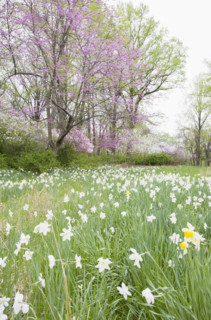 Daffodil flowers in field and blooming trees