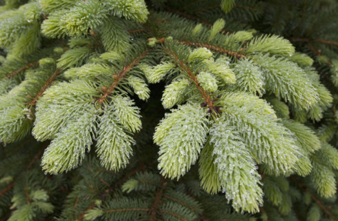 Close-up of new growth on blue spruce tree