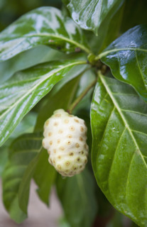 Close-up of Noni fruit tree with raindrops