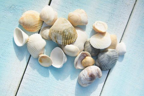 Collection of various seashells on light blue deck
