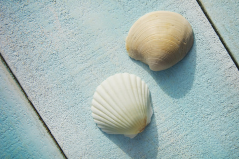 Two small seashells on light blue deck