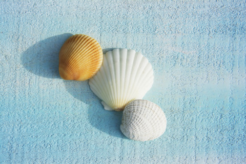 Three various seashells on light blue deck