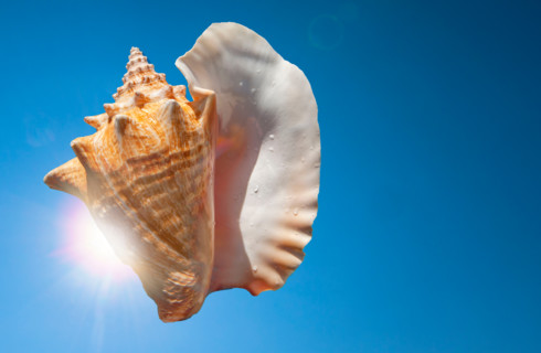 Seashell against blue sky with sun. Boca Raton, Florida, United States