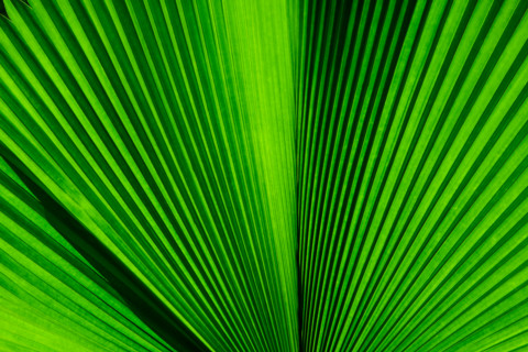 Close-up of tropical green leaf. Boca Raton, Florida, United States
