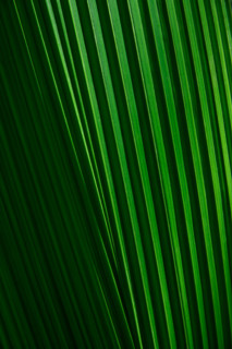 Close-up of tropical green leaf. Boca Raton, Florida, United States