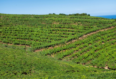 Hills with green vineyards. Zumaia, Gipuzkoa, Spain