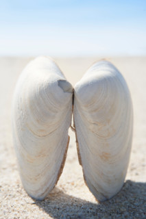 Close-up of clam shell on beach. Nantucket, Massachusetts, United States