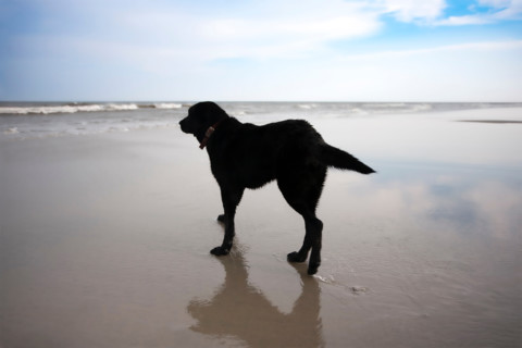 Black Labrador Retriever standing on wet sandy beach. Hampstead, North Carolina, United States