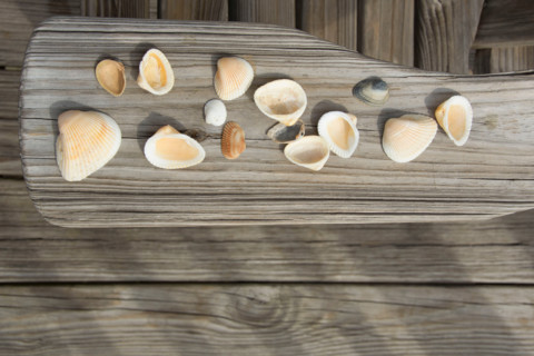Overhead view of cockle shells on wooden arm of adirondack chair. St. George Island, Florida,