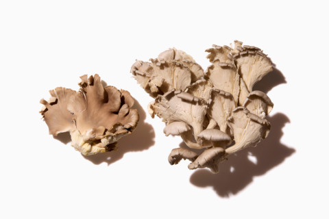 Oyster mushrooms on white background. New York City, New York State, United States
