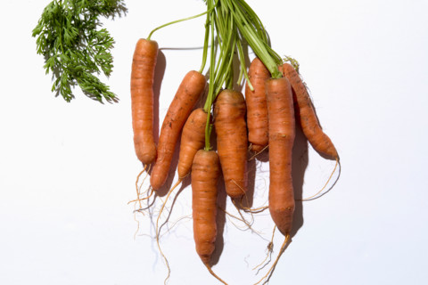 Bunch of fresh carrots on white background. New York City, New York State, United States