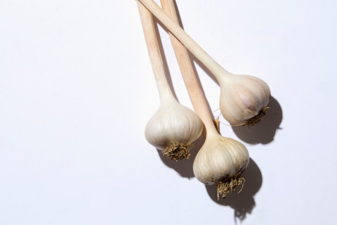 Fresh garlic bulbs on white background. New York City, New York State, United States