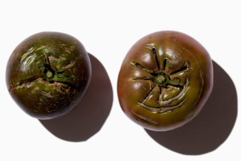 Overhead view of heirloom tomatoes on white background. New York City, New York State, United
