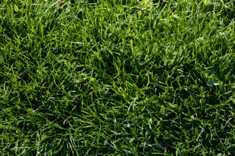 Close-up of green grass. Woodstock, New York State, United States