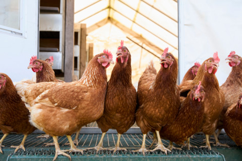 Group of brown chickens in coop. Woodstock, New York State, United States