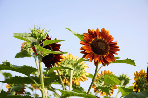 Sunflowers against blue sky. Woodstock, New York State, United States