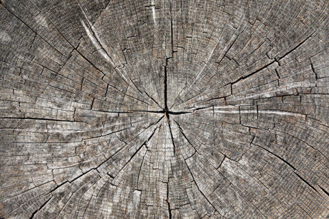 Closeup of cracked tree stump. Woodstock, New York State, United States
