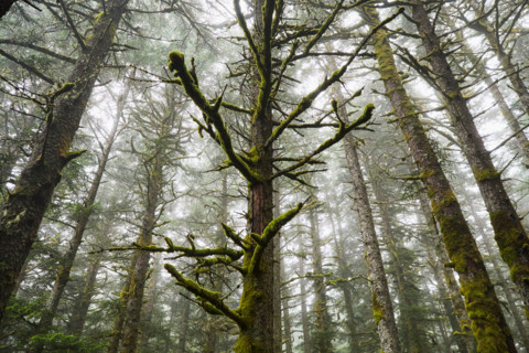 Low angle view of moss covered trees in Fort Abercrombie State Park. Kodiak, Alaska, United States