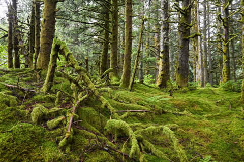 Moss covered trees in Fort Abercrombie State Park. Kodiak, Alaska, United States