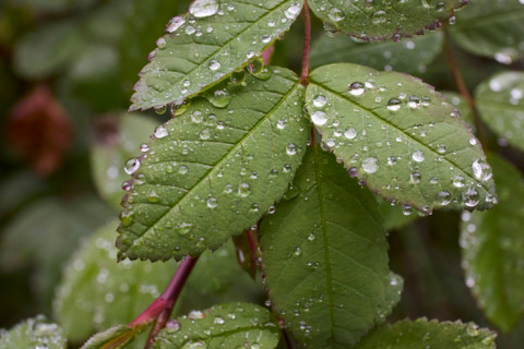 Close-up of redleaf rose leaves with raindrops. Kodiak, Alaska, United States