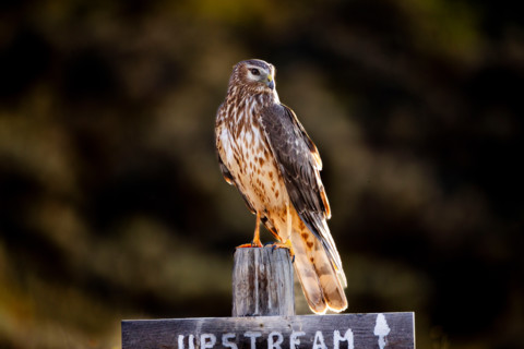 Northern Harrier hawk perched on Upstream sign. Bellevue, Idaho, United States