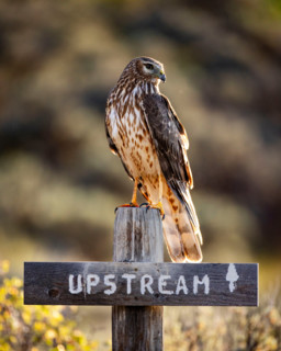 Northern Harrier hawk perched on Upstream sign. Bellevue, Idaho, United States