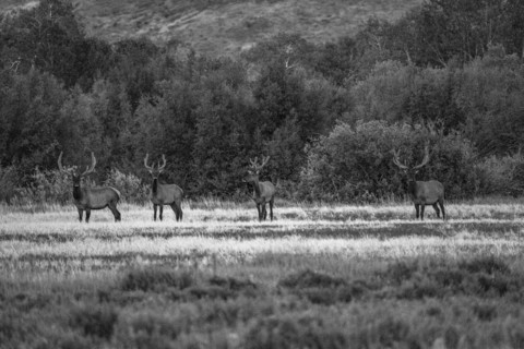 Four bull moose in field. Bellevue, Idaho, United States