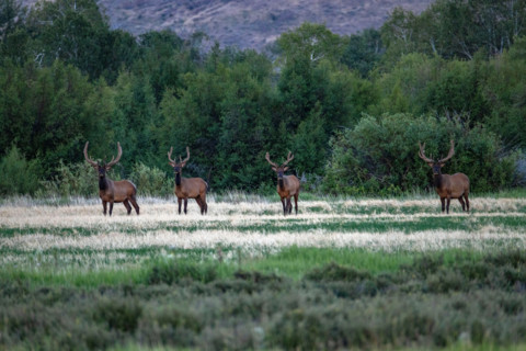 Four bull moose in field. Bellevue, Idaho, United States