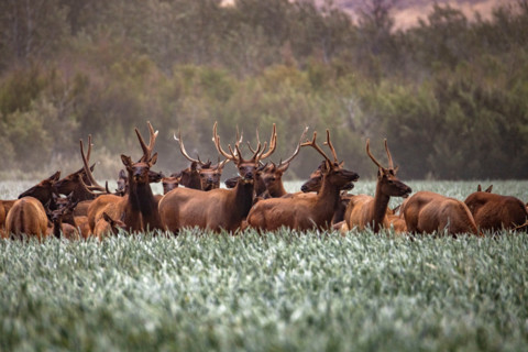 Herd of elk in tall grass. Bellevue, Idaho, United States