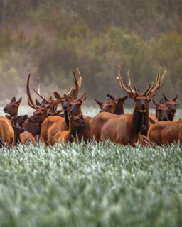 Herd of elk in tall grass. Bellevue, Idaho, United States