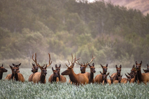 Herd of elk in tall grass. Bellevue, Idaho, United States