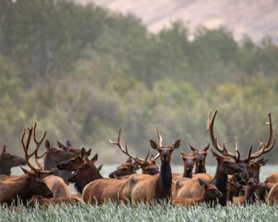 Herd of elk in tall grass. Bellevue, Idaho, United States