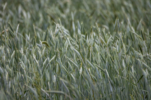 Close-up of field of new grain blowing in wind. Bellevue, Idaho, United States