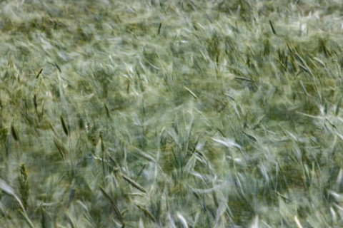 Close-up of field of new grain blowing in wind. Bellevue, Idaho, United States
