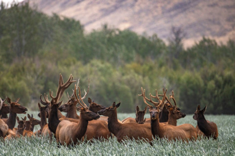 Herd of elk in tall grass. Bellevue, Idaho, United States