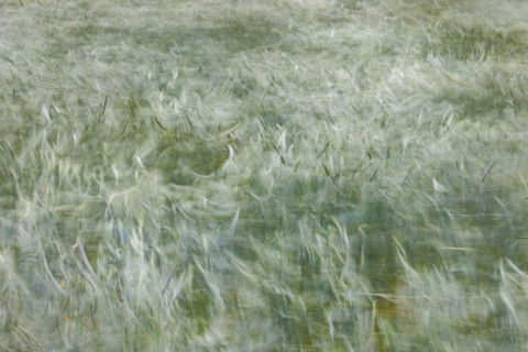Close-up of field of new grain blowing in wind. Bellevue, Idaho, United States