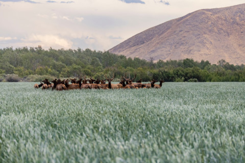 Herd of elk in tall grass. Bellevue, Idaho, United States