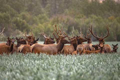 Herd of elk in tall grass. Bellevue, Idaho, United States