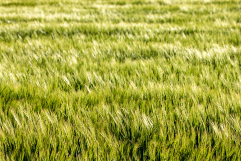 Green grain growing in field. Bellevue, Idaho, United States