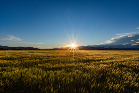 Sun setting over green grain field. Bellevue, Idaho, United States