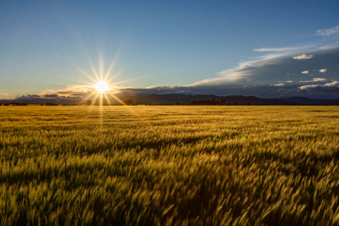 Sun setting over green grain field. Bellevue, Idaho, United States