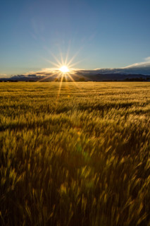 Sun setting over green grain field. Bellevue, Idaho, United States