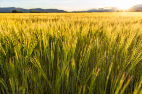Close-up of green grain growing in field at sunset. Bellevue, Idaho, United States